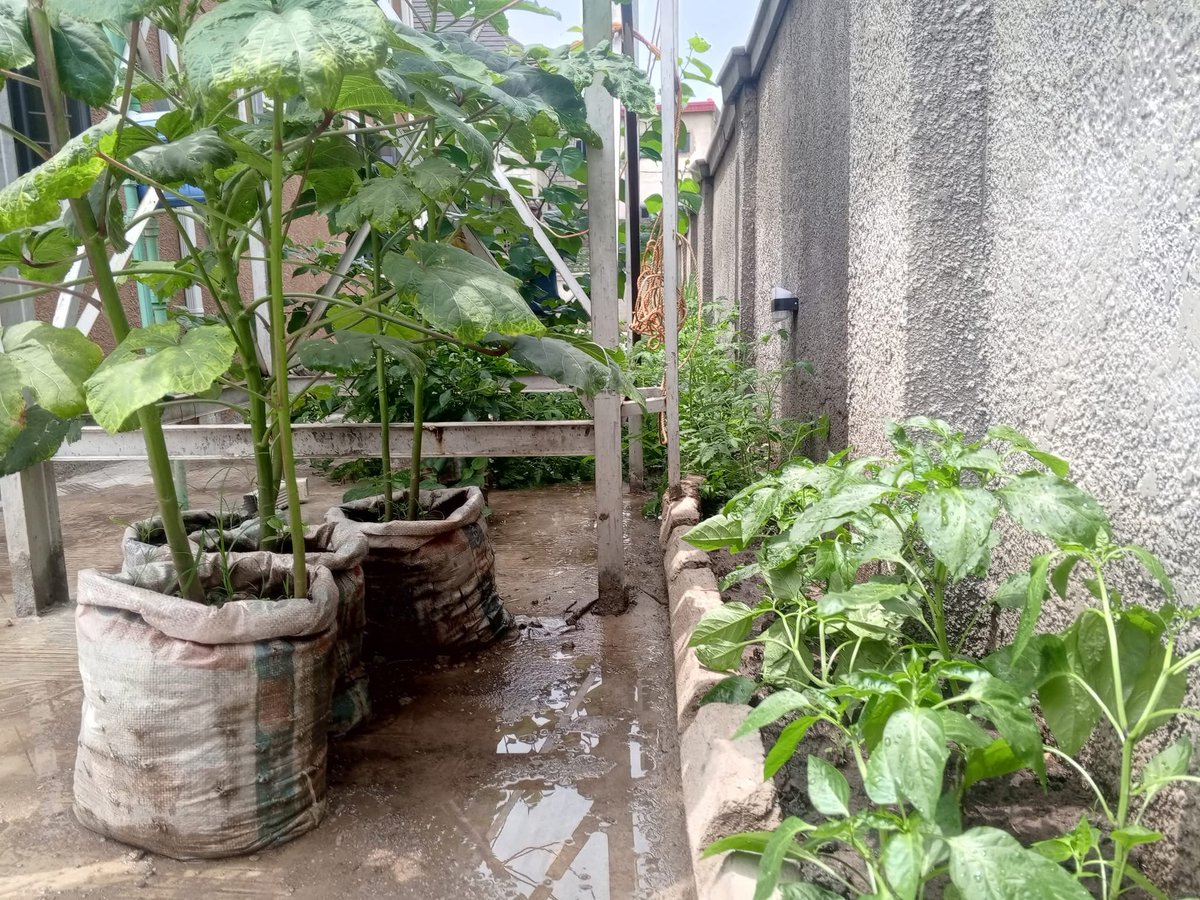 There’s something fulfilling about growing your own food.

We started with sack farming,just soil, seeds &amp; care. Now we’re growing greens that show how small steps can transform food systems in Nigeria.

Try it. What are you growing today? 🌱

#SackFarming #SaynotoGMO