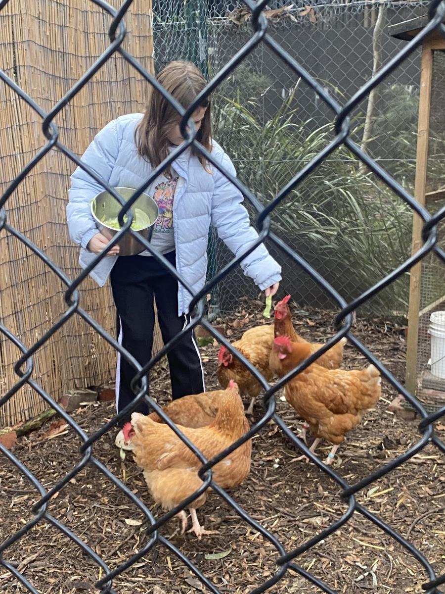 Thanks to the wonderful families and staff who took such great care of our school chickens over the holidays. The chickens really miss the students during the holidays, and they look forward to the duty families coming to visit them each day. 

 #stjohnsschool #mitchamschool