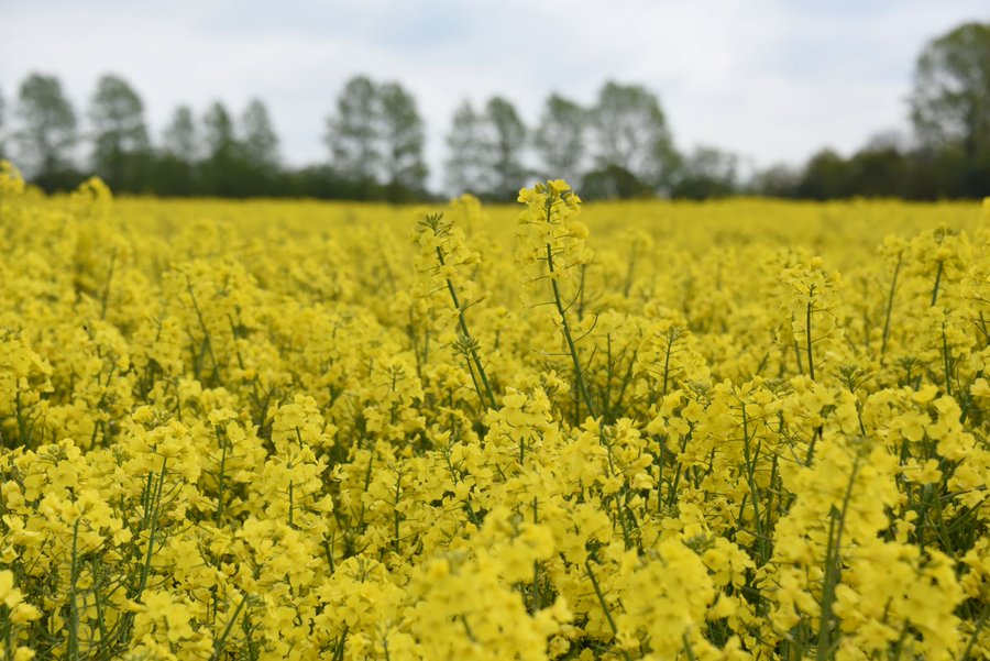 Pioneer® PT303 is the UK’s first winter oilseed rape hybrid with built-in Sclerotinia tolerance and partial resistance to Verticillium stem stripe. With strong autumn vigour and a robust agronomic profile, PT303 offers growers a reliable solution for consistent performance under