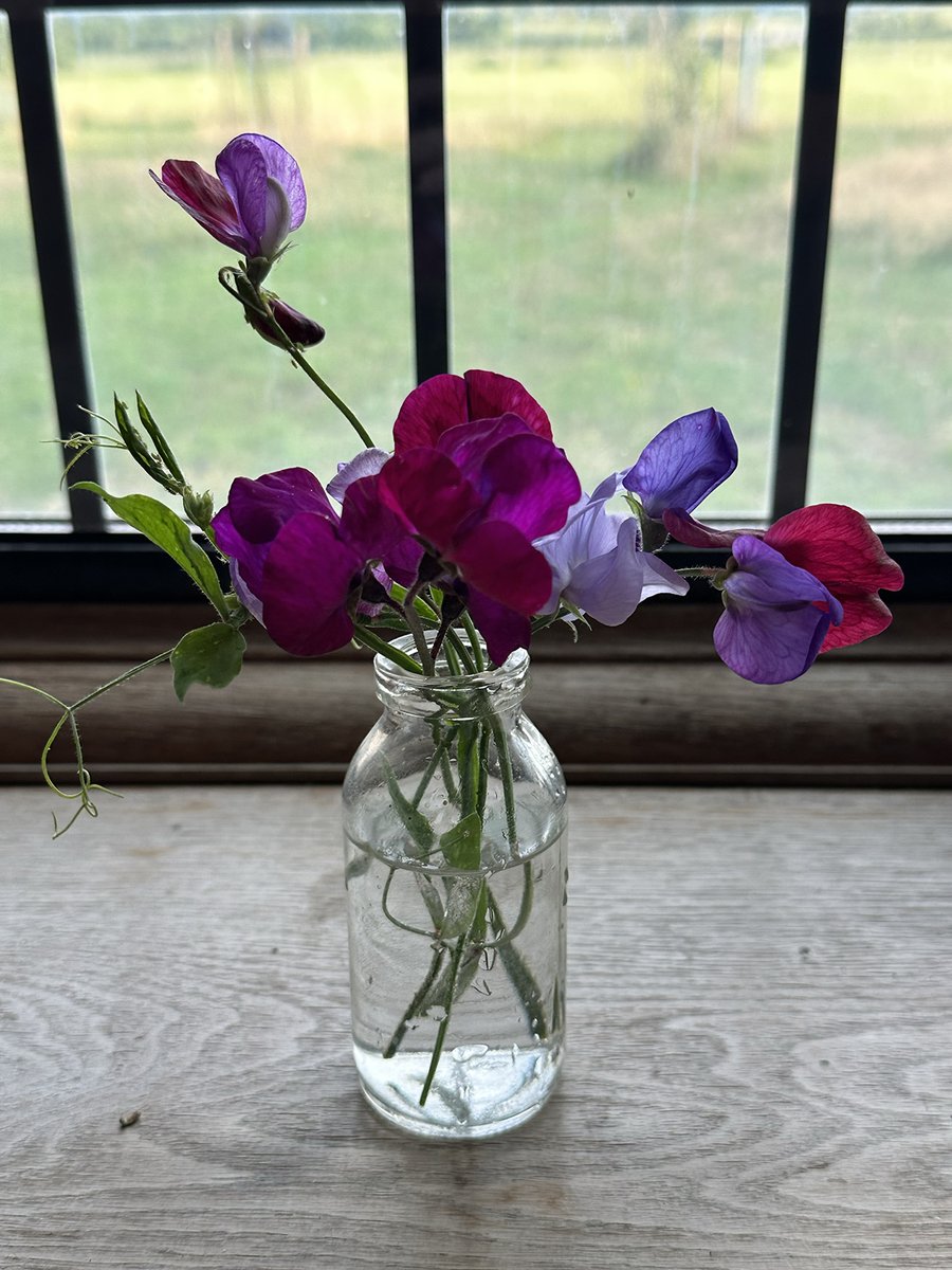 The home-grown sweet peas are coming. First few stems. Summer isn't summer without the overwhelming scent of sweet peas. #sweetpeas #summer #gardens #gardening #cotswolds