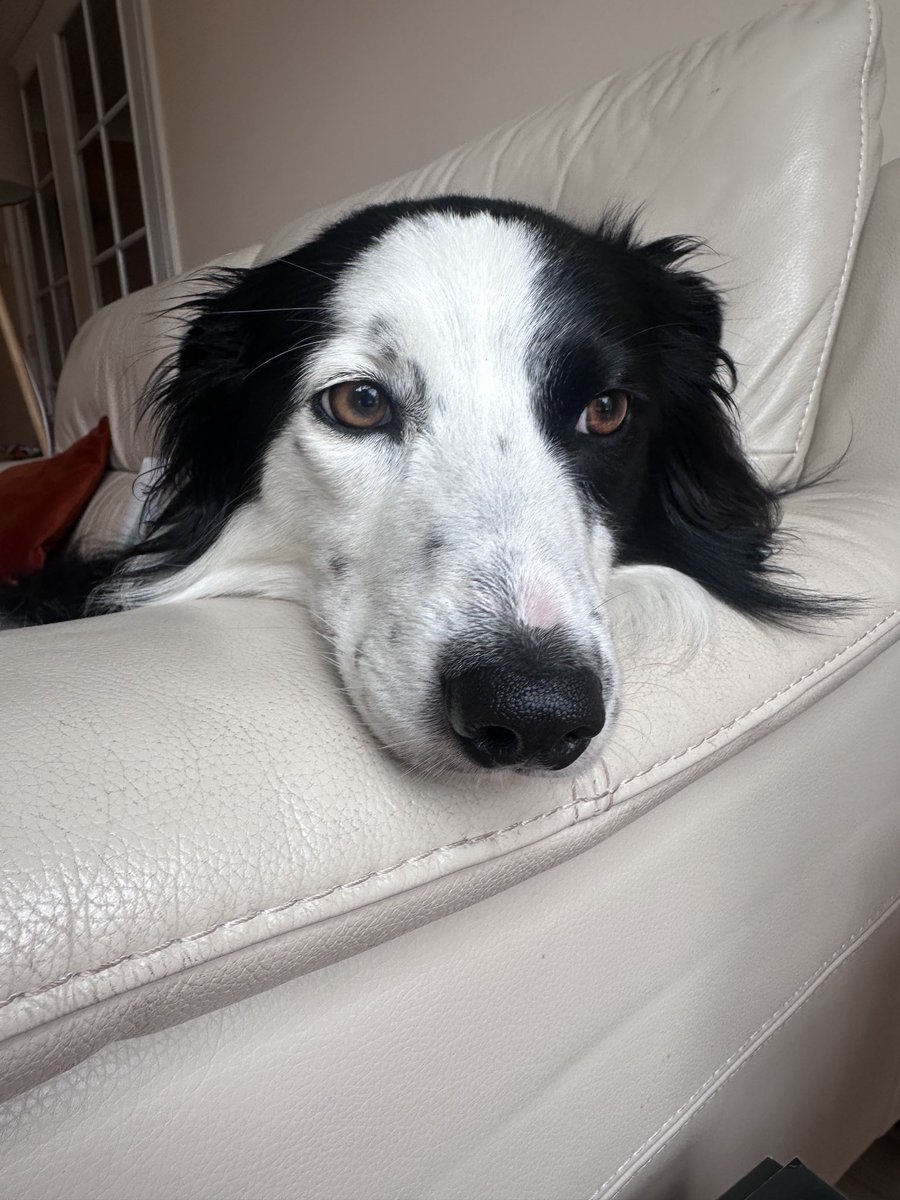 KinlochSusan's tweet image. Favourite spot, watching out the window for cats ๐๐ถ