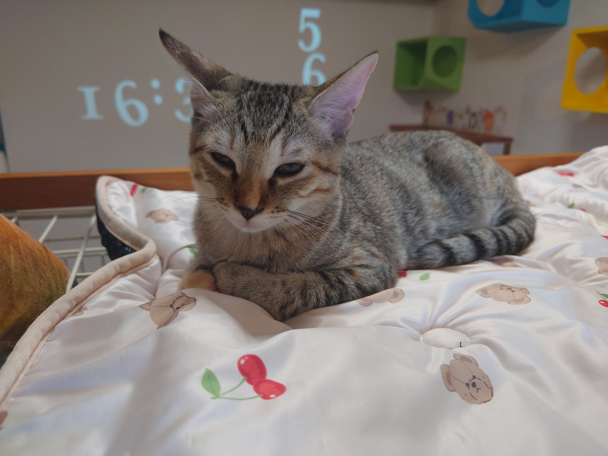たぬき猫様 🐱 どでーーーーーん。 たぬきさん(งᐢ⓿ᴥ⓿ᐢ)ว‎ ‎٩