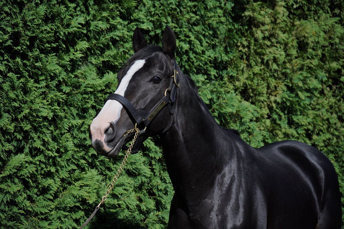 ハズレなし！ 名馬のタテガミが当たる！ビックガチャ ＼ 体験型