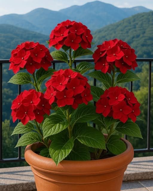 🌺🌺🌺