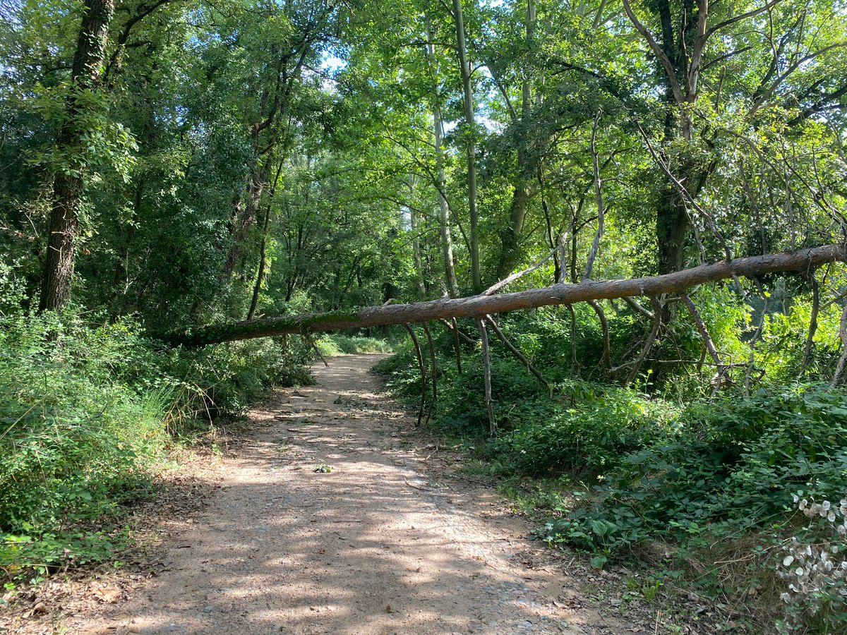 xarxadeparcs's tweet image. ✅Saps què fa la colla de manteniment? Treballa per garantir l'accessibilitat i el bon estat de l'entorn
🌳La seva tasca és indispensable per resoldre incidències, com la retirada d'arbres caiguts. També instal·len senyalització, mantenen equipaments, controlen vegetació...