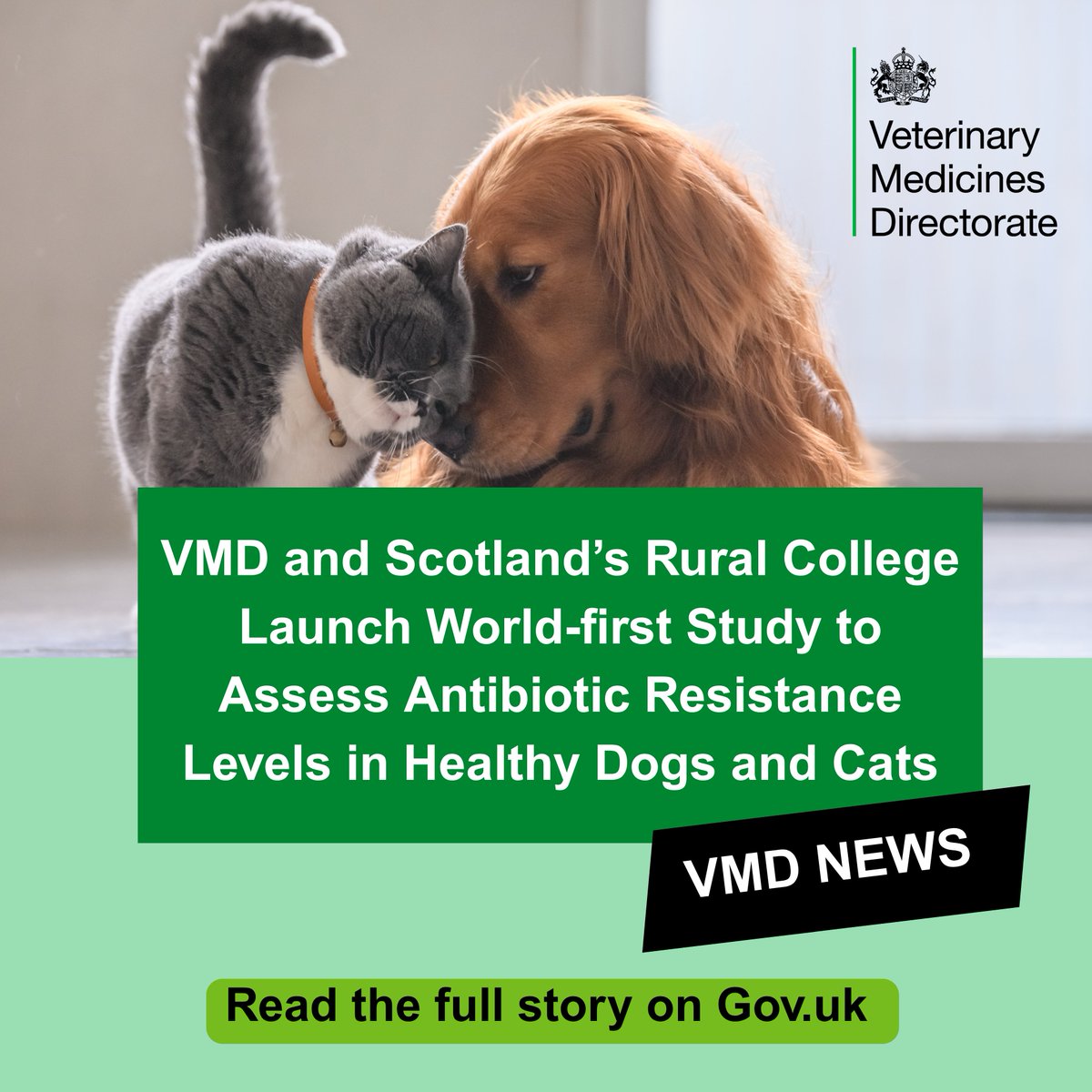 vmdgovuk's tweet photo. 📢@vmdgovuk &amp; @SRUC have launched a world-first surveillance pilot to understand the level of resistant bacteria in healthy dogs &amp; cats in the UK🐶🦠🐱

Find out more 👇https://t.co/xoFpApVk9x https://t.co/VwwXwxWQ9b