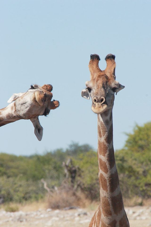 Mwineguma's tweet image. Mwasuze mutya
