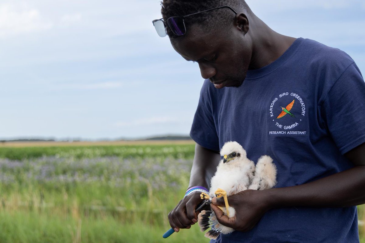 kartongbirdobs tweet picture