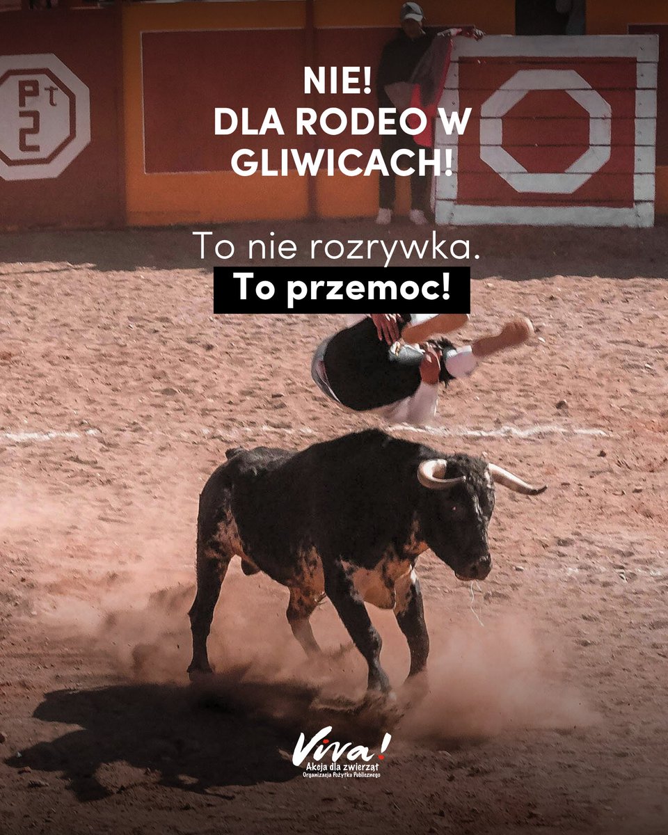 Fundacja_Viva's tweet photo. 🚫🐂 Nie dla rodeo w Gliwicach!
Wykorzystywanie zwierząt do rozrywki to nie tradycja – to przemoc. Byki są zmuszane do reakcji bólem, stresem i strachem – dla efektu „show”. 

13 września w miejskiej Arenie Gliwice ma się odbyć American Rodeo. Popieramy sprzeciw prezydentki Katarzyny Kuczyńskiej-Budki – to nie miejsce na cierpienie. Empatia i etyka powinny być fundamentem działań w przestrzeni publicznej.

Zwierzęta nie powiedzą „dość”. My musimy.

#NieDlaRodeo #Gliwice #ZwierzęToNieZabawka #PrawaZwierząt #FundacjaViva