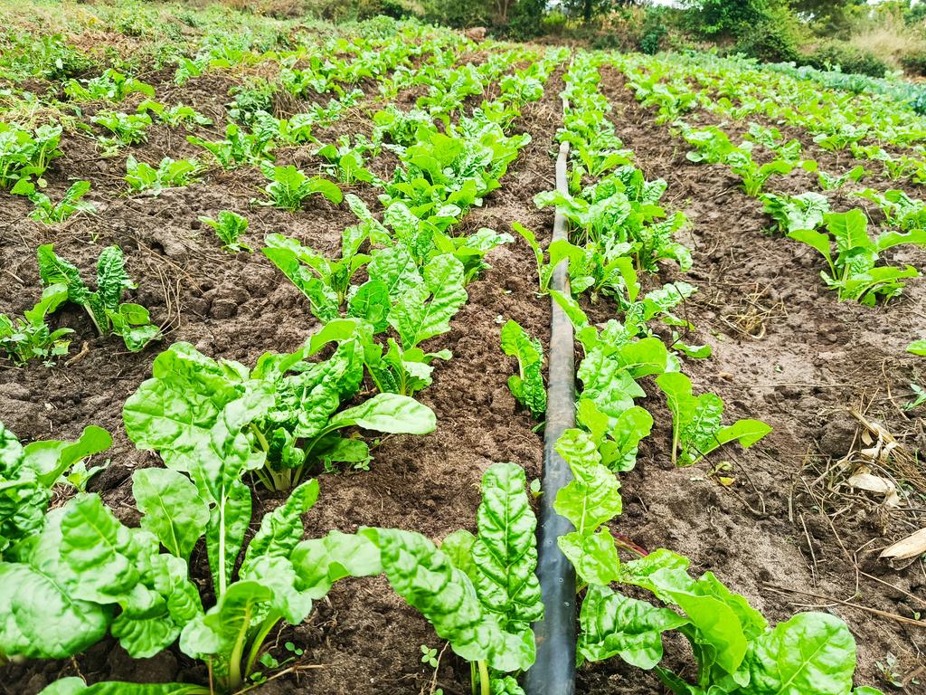 kalebndolo's tweet image. The art of farming!
#spinach
Variety: Fordhook Giant