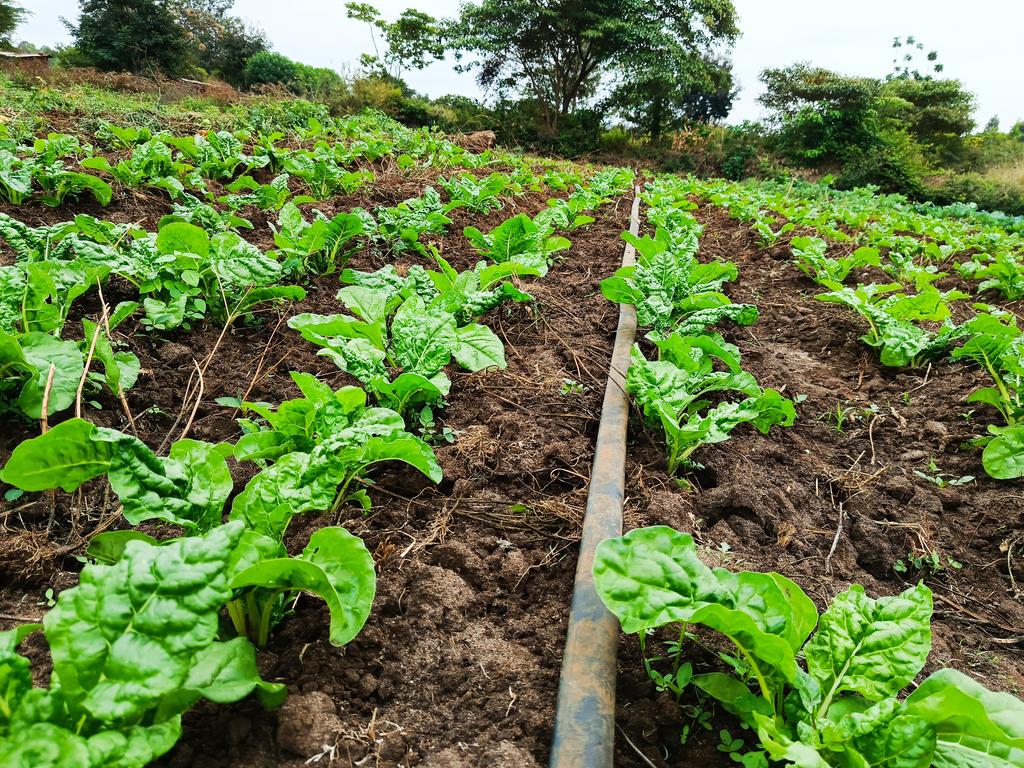 kalebndolo's tweet image. The art of farming!
#spinach
Variety: Fordhook Giant