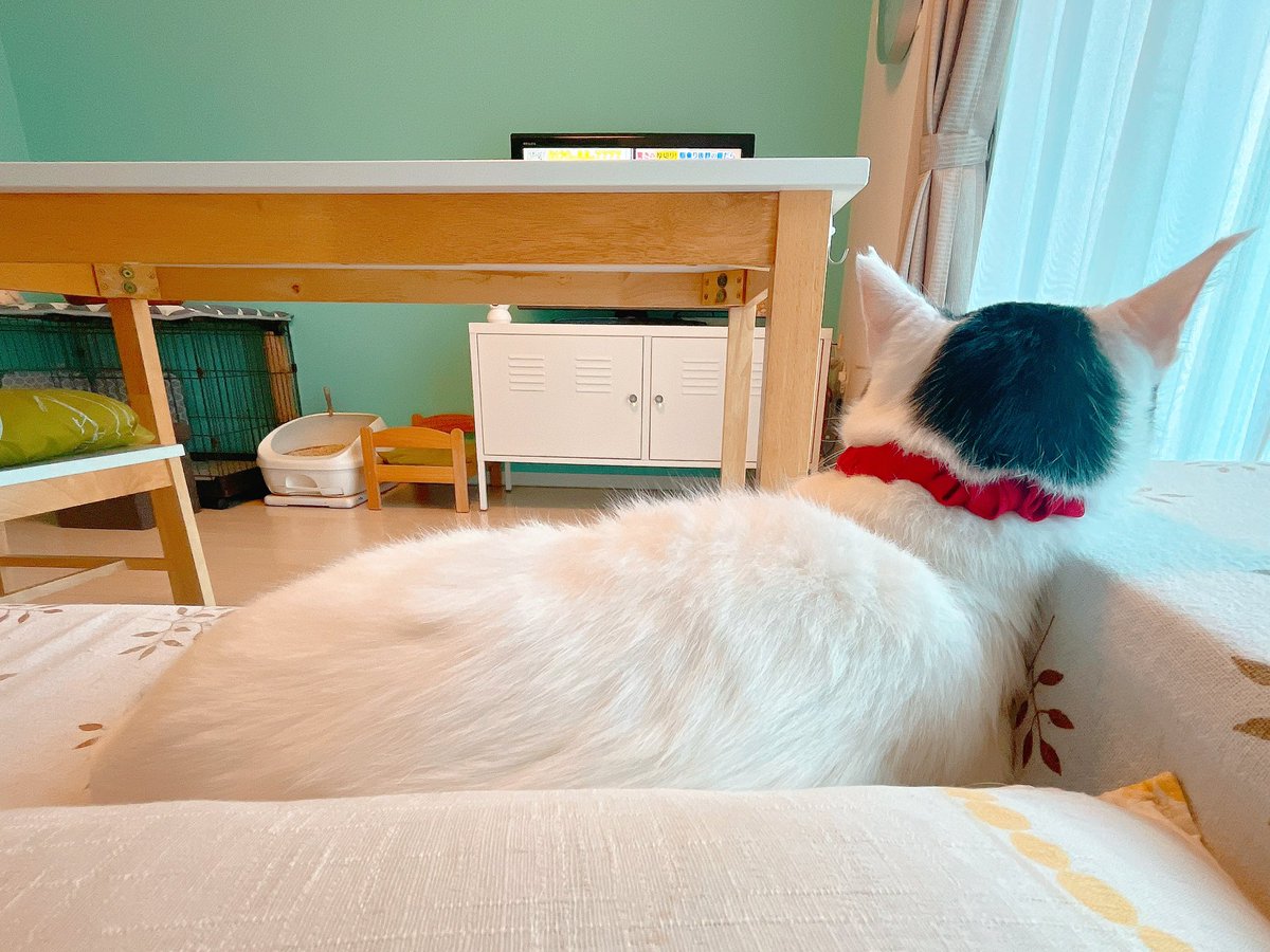 ネットに入れて無理矢理爪切りしちゃったからしばらく嫌われてたのですが、お詫びの腹撫でを経てようやく通常添い寝に戻りました…！