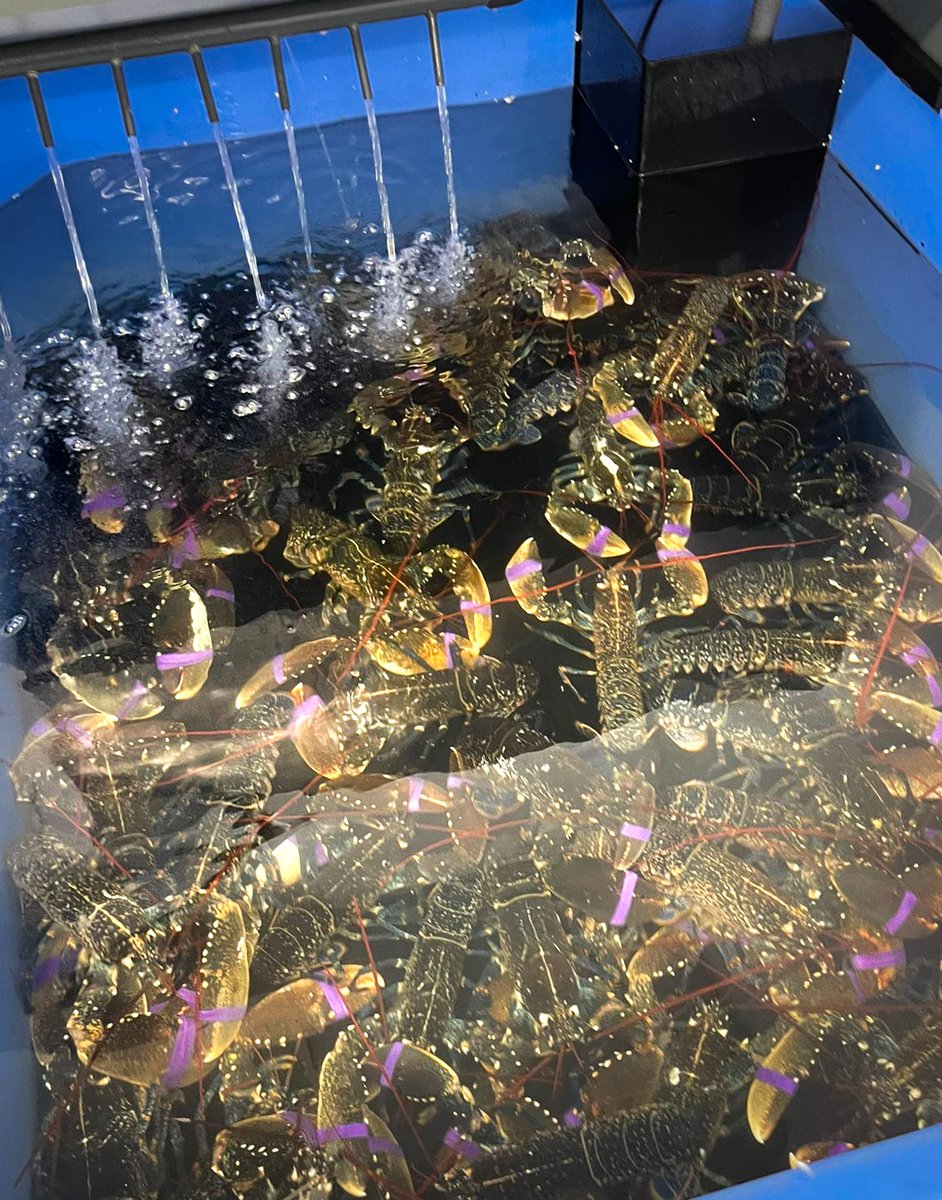 Castell Howell Foods tweet media