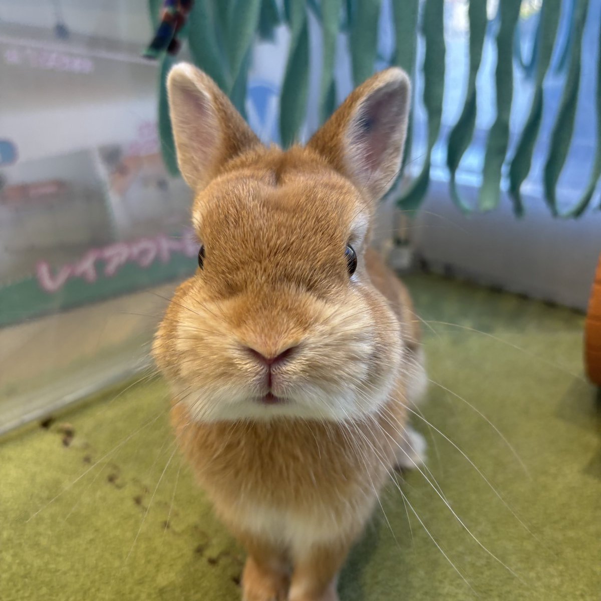 希少【T-ARTS】まんまるちびっこどうぶつ うさぎ 針ネズミ 子ぶた シマリス Amazon | アゾンインターナショナル えっくす☆きゅーと14th