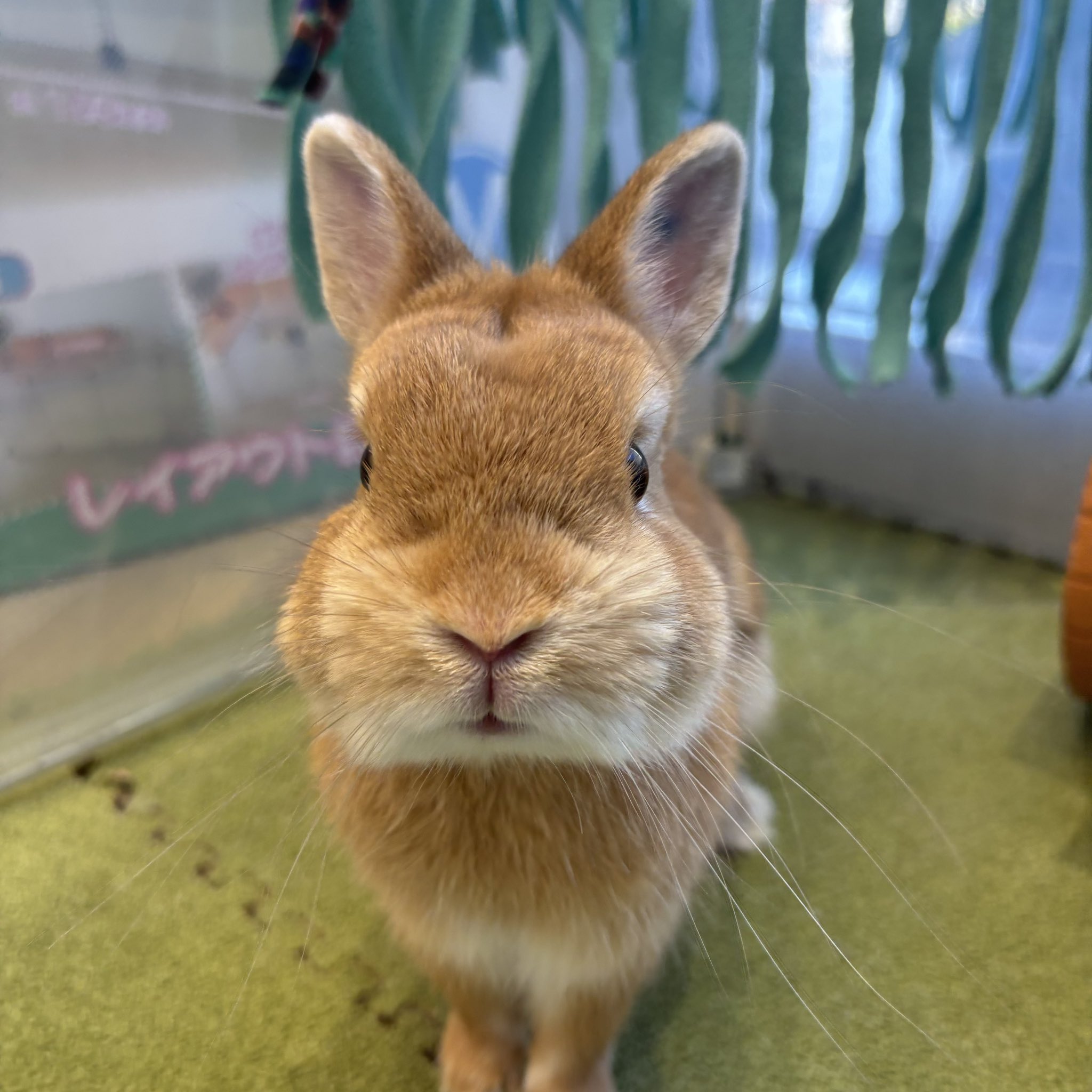 うさぎのしっぽオリナス錦糸町店 on X: 
