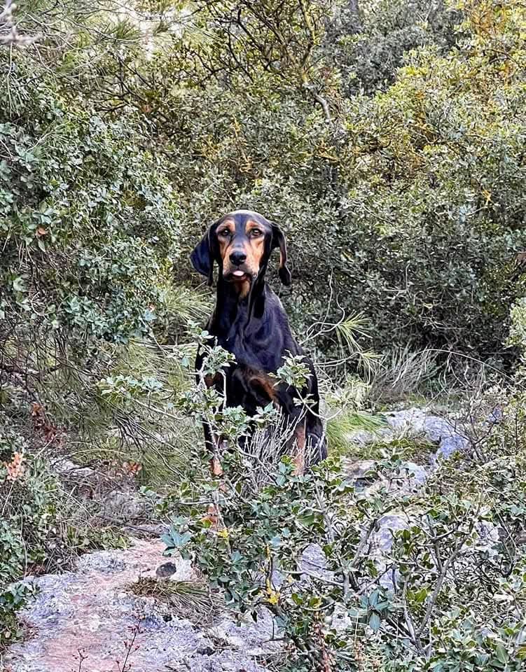 Kate - Short For Bob โจ๏ธ (@kejamieson_) on Twitter photo Then I came across <a href="/GARanimalrescue/">Greek Animal Rescue</a> who shared some puppies they had found in the mountains ๐ฌ๐ท
Photo of baby Gunner and his mum for reference ๐ฅน
I applied to adopt one. They did a full home and garden check, asked for my experience with dogs Then I came across <a href="/GARanimalrescue/">Greek Animal Rescue</a> who shared some puppies they had found in the mountains ๐ฌ๐ท
Photo of baby Gunner and his mum for reference ๐ฅน
I applied to adopt one. They did a full home and garden check, asked for my experience with dogs