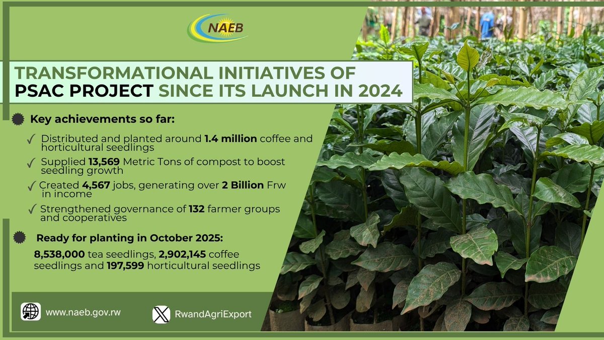 RwandAgriExport's tweet image. NAEB, through #PSAC Project, keeps the momentum in advancing agri-export productivity and competitiveness. Since its launch in 2024, PSAC has spearheaded the production, distribution & planting of 1.4M+ seedlings and created 4,567 jobs. Explore milestones, targets & impact 🎯🎥👇