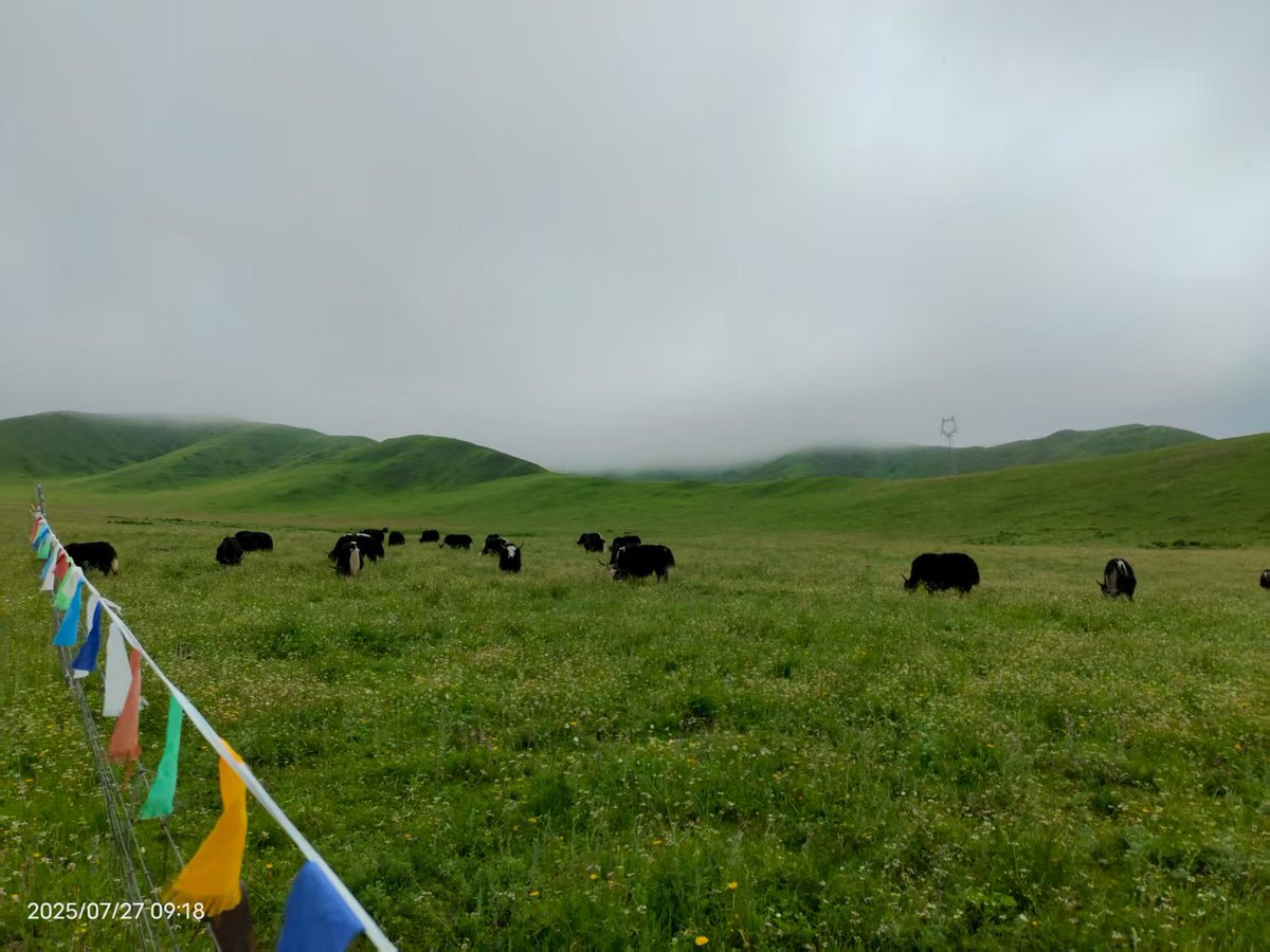我又回来了  给自己放了几天小长假，和家人一起来了一场说走就走的旅行。没有计划太多，只是想暂时离开熟悉的节奏，换个地方，享受和家人在一起的简单快乐。

逃离城市几日，
在九寨沟遇见童话般的水色，
在若尔盖大草原邂逅风与自由。
大自然的治愈力，总在不经意间让人重启自己。