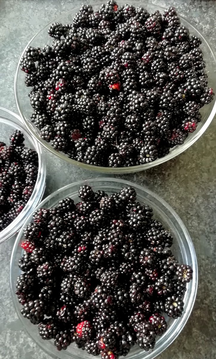HettieZurMuhlen's tweet photo. Het is weer bramentijd! Vorig jaar bakken vol uit #eigentuin๐
#vakantiekiek #zomerfruit @dolly35161448 #bramen #oogsten #tuinleven https://t.co/EmGSt9dkfR