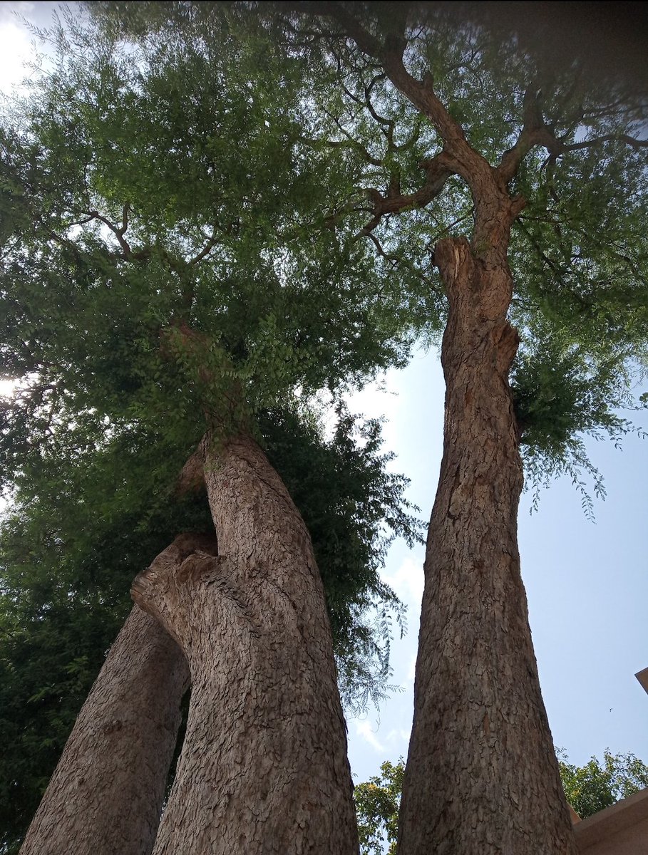 The tamarind tree, a symbol of resilience and shade. Folklore says Lakshman shot an arrow to shrink its leaves; Lord Ram once rested beneath its canopy. #SaveTrees