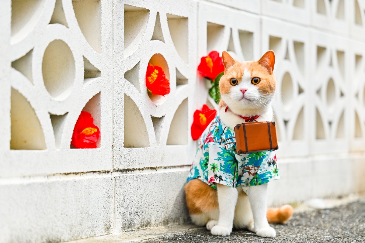 にゃらん おきにゃわ！ #沖縄 #夏 #にゃらん #じゃらん