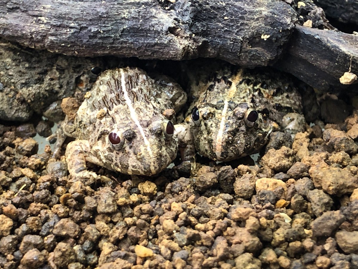 charm_reptiles's tweet photo. 仲良し🥰
#チャーム両生類 #ヌマガエル
#Fejervarya #kawamura https://t.co/zRPzlQvLUD