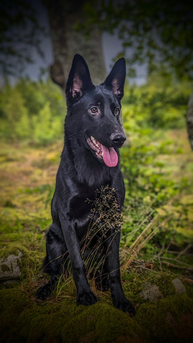 PSOSDogs's tweet image. Meet #TPDElmo, Aberdeen Dog Units newest recruit. He's following a number of his "relatives" including PD Eva, in to a police career as a General Patrol Dog. Elmo was sourced from an Aberdeenshire based breeder and will be taught the basics by PC Warden. Wish him luck!