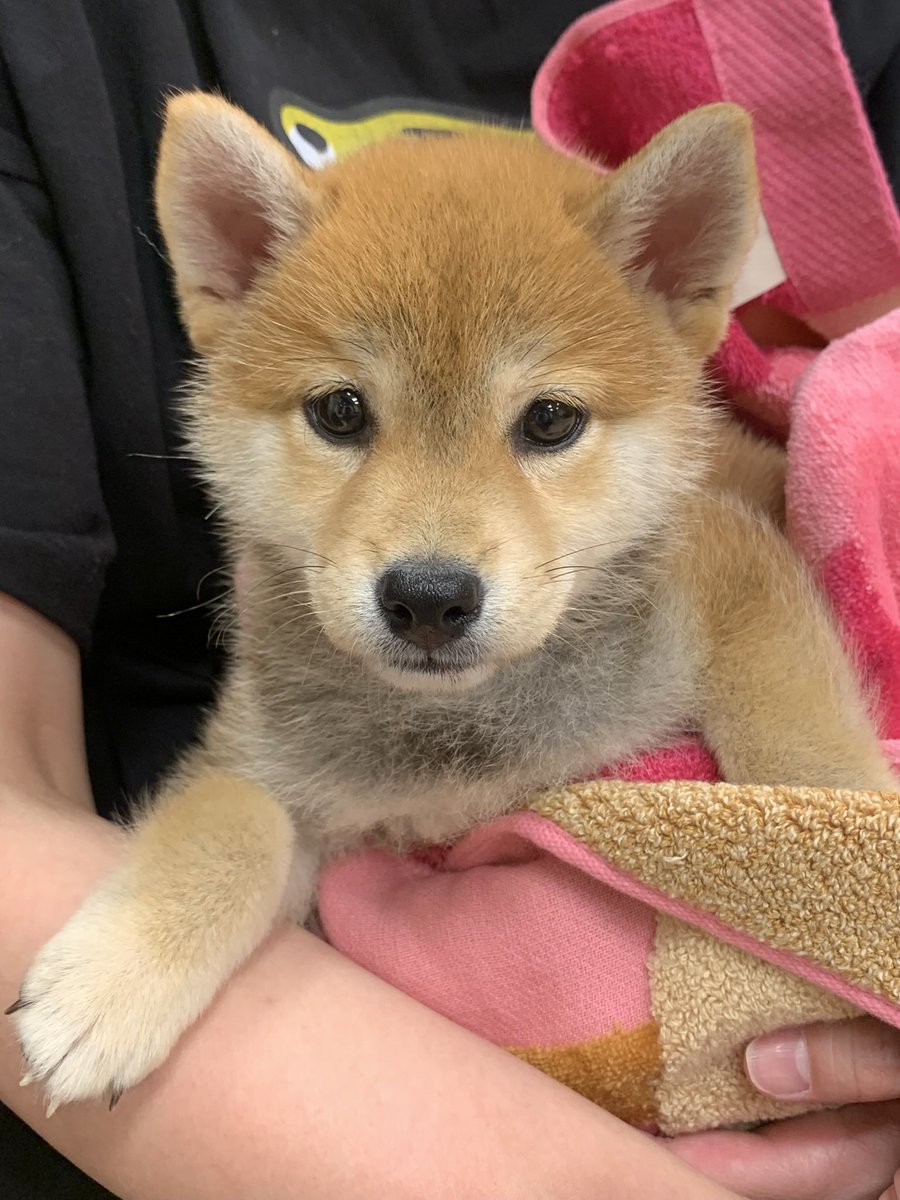 2525makunouchi's tweet photo. 最近バイクの練習に熱が入らない理由。

#柴犬
#柴犬大好き
#柴犬と暮らす
#柴犬多頭飼い https://t.co/sro3G7uLNC