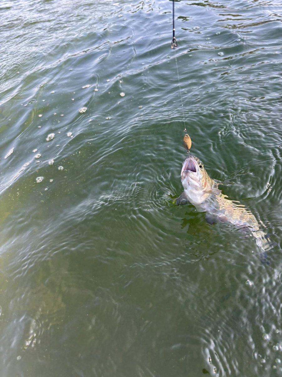 一応上がり鱒です…

フォルテ0.6オリーブ(御守り)😌
今日は暑さに耐え精神を鍛える修行が出来ました🙏

#遊水園
#ベルベットアーツ
#フォルテ
#御守り
