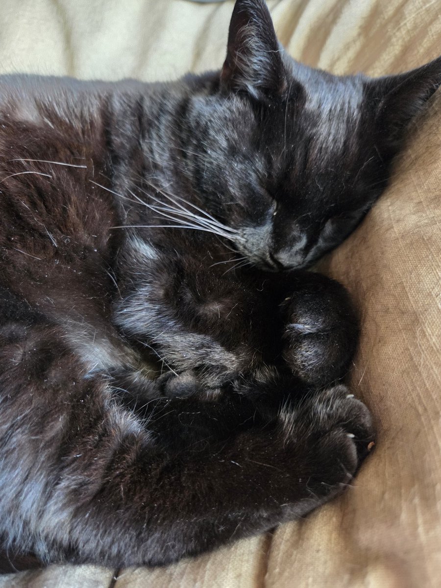 BagginsSuperCat's tweet image. I just can't today.... snoozing is my whole to do list!!! Meowzzzzz