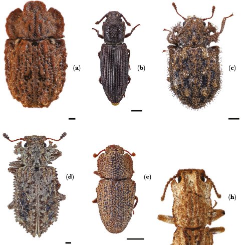 BehavEcol's tweet photo. Passive debris cloaking in beetles provides non-visual camouflage against predatory ants
#Insect #PredatorDefense
https://t.co/UOz6BcmYsr https://t.co/a6mJFZsGZM