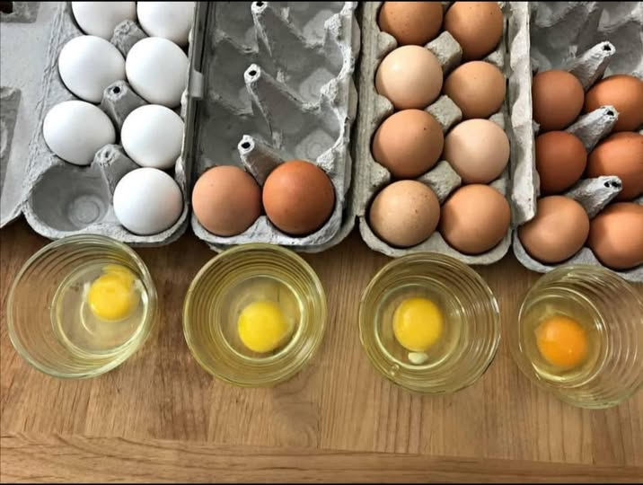 BRINDILLE851's tweet image. On dit souvent que les œufs de poules élevées en plein air sont hors de prix ou surfaits, mais la vérité va bien au-delà d'un simple jaune plus foncé.
Les œufs d'élevage industriel proviennent de poules élevées en cages étroites, nourries principalement de maïs et de soja, et…