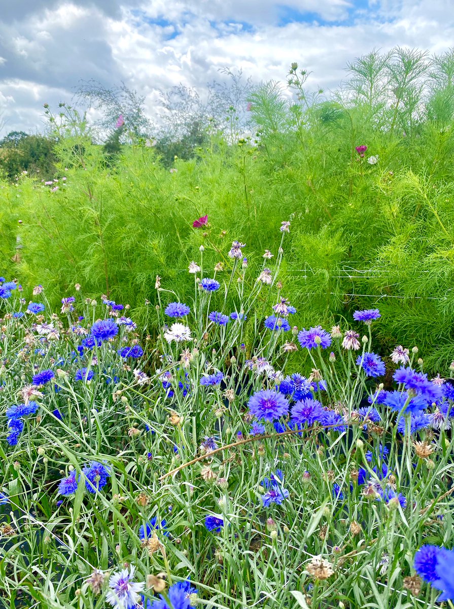 A haze of cornflowers✨