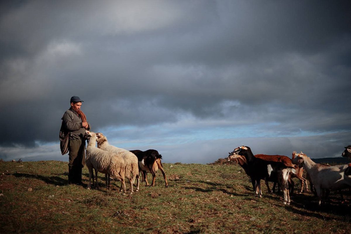 Pastores na Serra da Estrela (2017).

[📸 Armando Jorge]

#PortugalRural