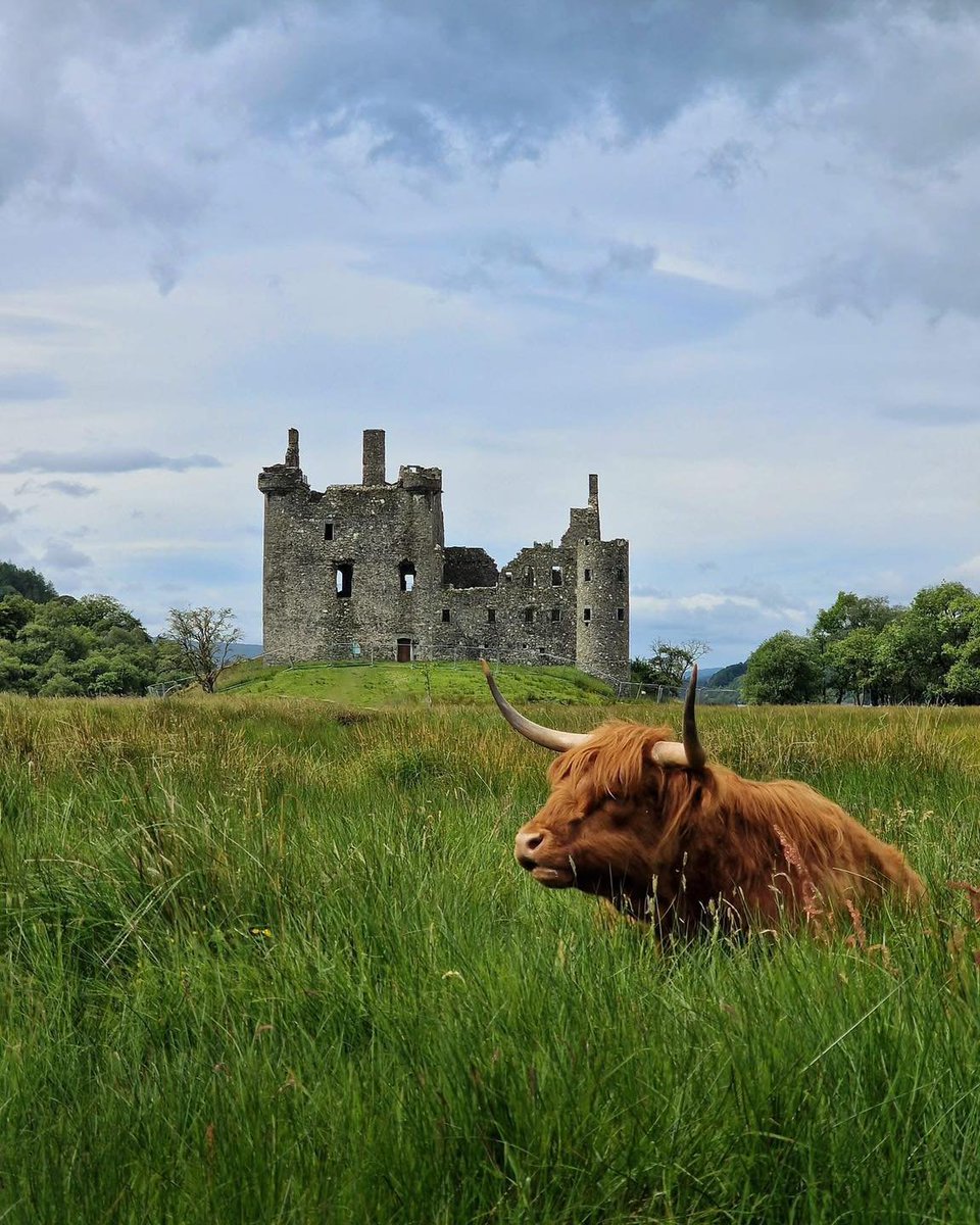Highland Coo relaxing at Kilchurn Castle 🏴󠁧󠁢󠁳󠁣󠁴󠁿photo by:Stuart Mckay Photography.