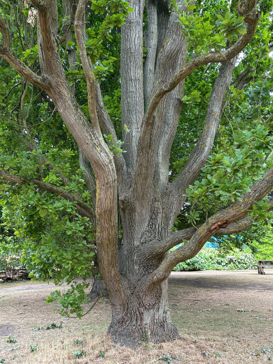 Lyn Edmonds (@edmondslyn) on Twitter photo Quercus robur 'Fastigiata' for #ThickTrunkTuesday, seen a couple of weeks ago when surrounded by very dry parched grass in <a href="/CUBotanicGarden/">Cam Botanic Garden</a>
#TreeTuesday #TreeTrunkTuesday #ThickTrunkTuesday Quercus robur 'Fastigiata' for #ThickTrunkTuesday, seen a couple of weeks ago when surrounded by very dry parched grass in <a href="/CUBotanicGarden/">Cam Botanic Garden</a>
#TreeTuesday #TreeTrunkTuesday #ThickTrunkTuesday
