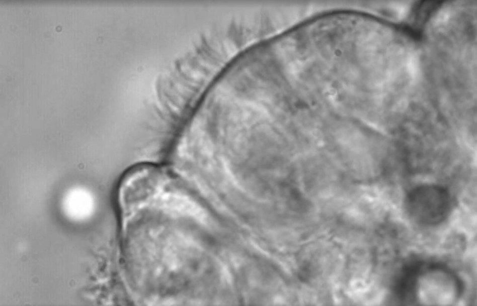 An international team of researchers, including #IGC's Pleasantine Mill, is investigating one of the body’s most fascinating microscopic structures – motile cilia:
media.ed.ac.uk/media/Pleasant…