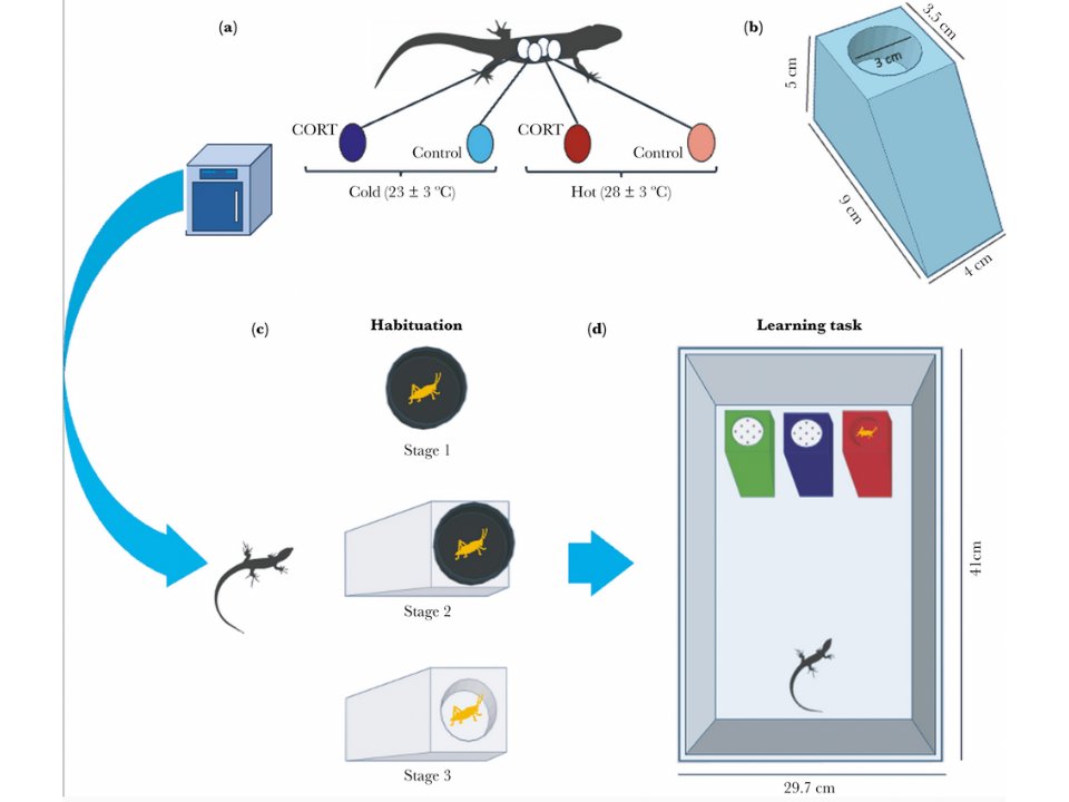 Cognitive processes are robust to early environmental conditions in two lizard species
#Reptile #Learning #DevelopmentalPlasticity

doi.org/10.1093/beheco…