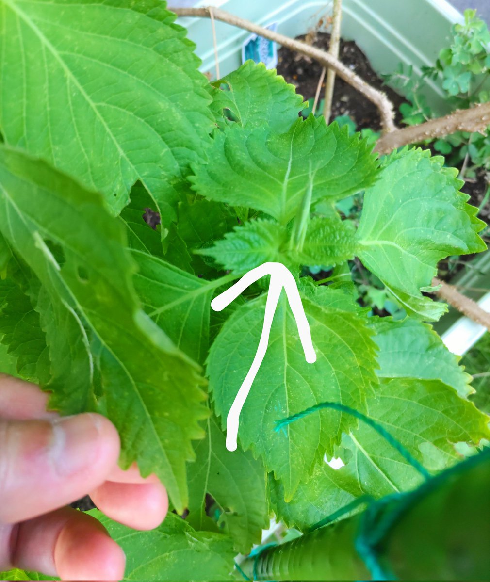 twinkle_iku's tweet image. おまえさんか、
私の青じそを食べてるのは