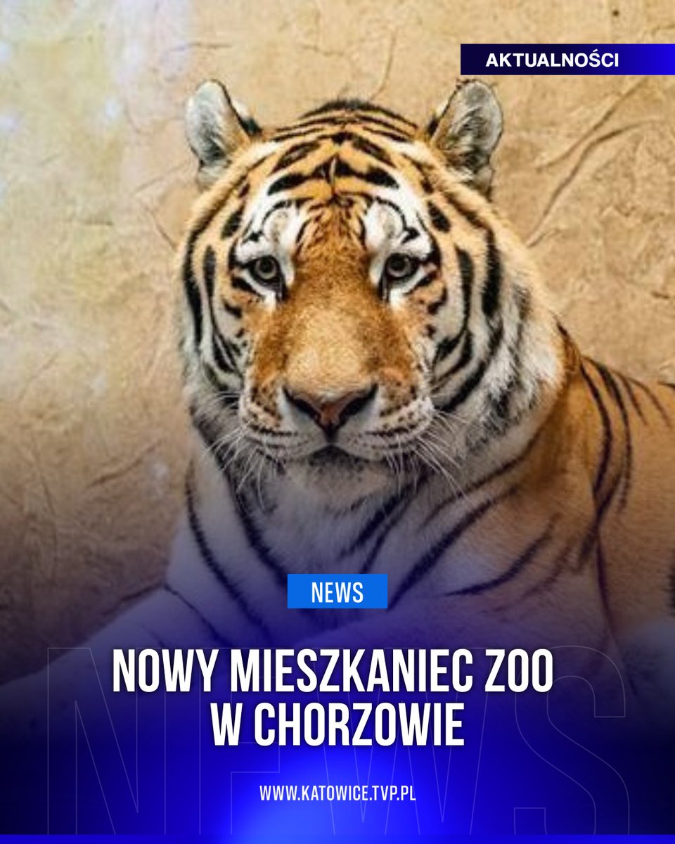 Dziś po raz pierwszy można go było podziwiać na wybiegu Śląskiego Ogrodu Zoologicznego.
#Aktualności

𝗭𝗢𝗕𝗔𝗖𝗭: katowice.tvp.pl/88074554/