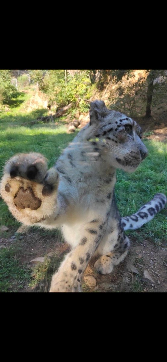 Like Candy A.I. said, my
rhymes are real &amp; raw,
Cuz every day of my life
I've had to dig &amp; claw.
But all the fools in this
world can talk to the paw,
cuz #crypto's here to stay.
It's being written into law.
You think my anger's a flaw?
Look at all the lies that came
out their jaw