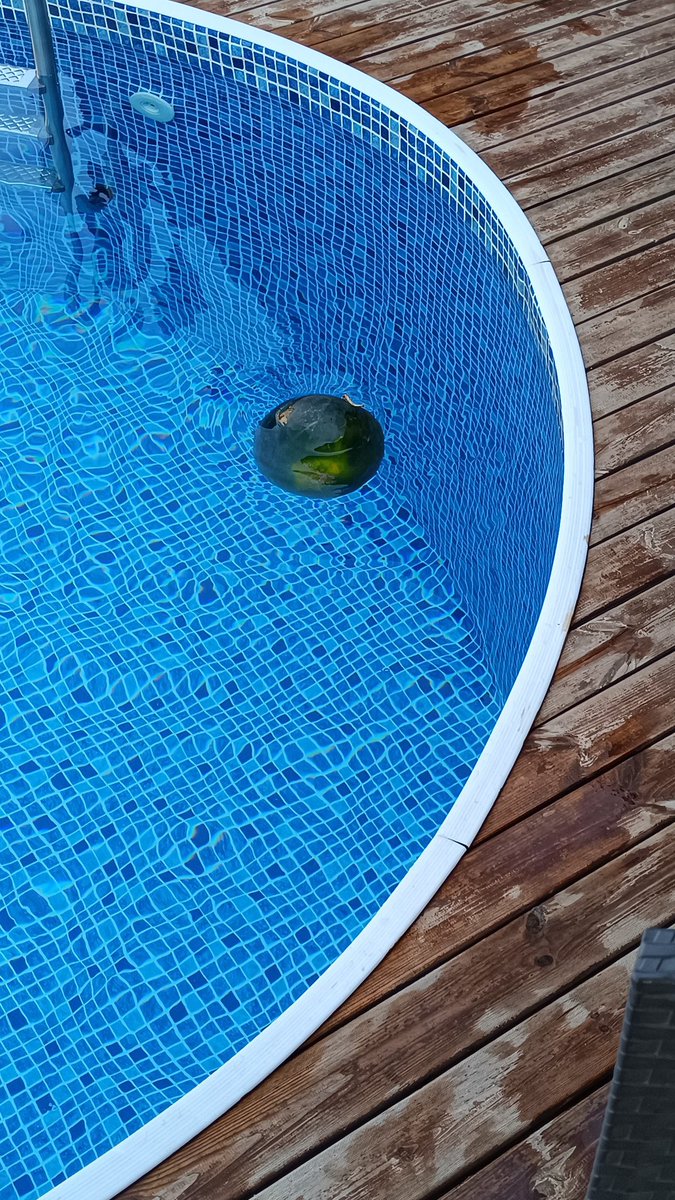 tatile geldik

babam havuza karpuz attı

utanıyorum bu adamdan