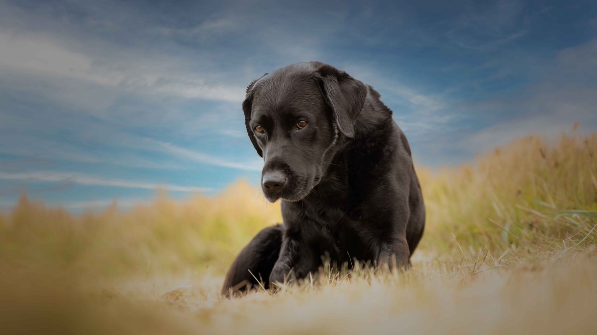 Isle Of Man Prison Dog Section tweet media