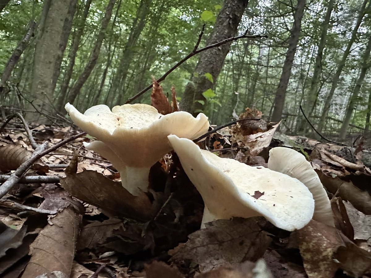 GiGi of the Necropolis tweet media