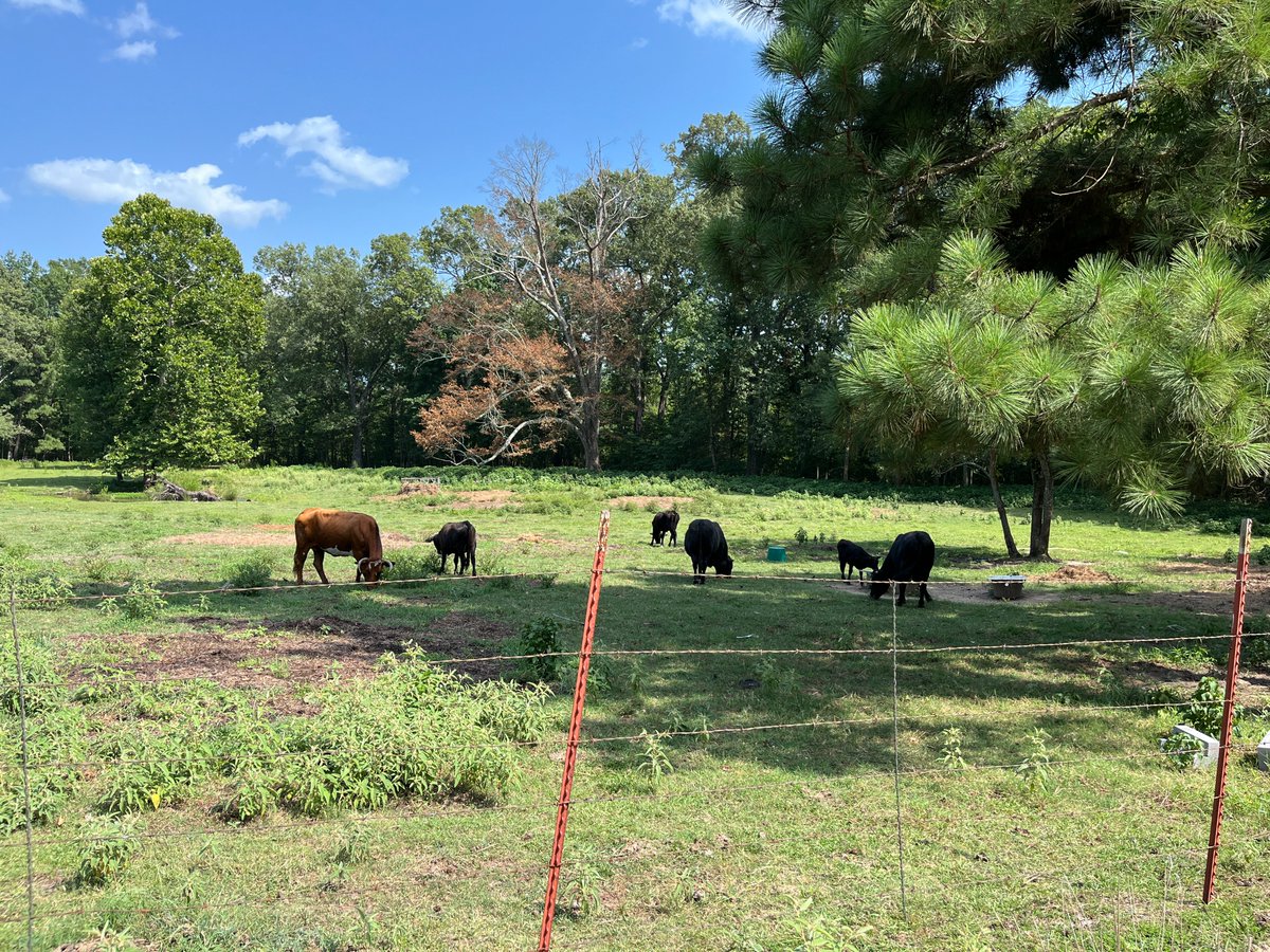 PulaskiAR's tweet image. Pulaski County Heat Alert: Stay Safe in Extreme Temps! 
Extreme heat continues today with temps hitting 100°F and a heat index in the triple digits. This heat is dangerous—take precautions!
#HeatSafety #StayCoolPulaski #PulaskiCountyWeather #ExtremeHeatAlert