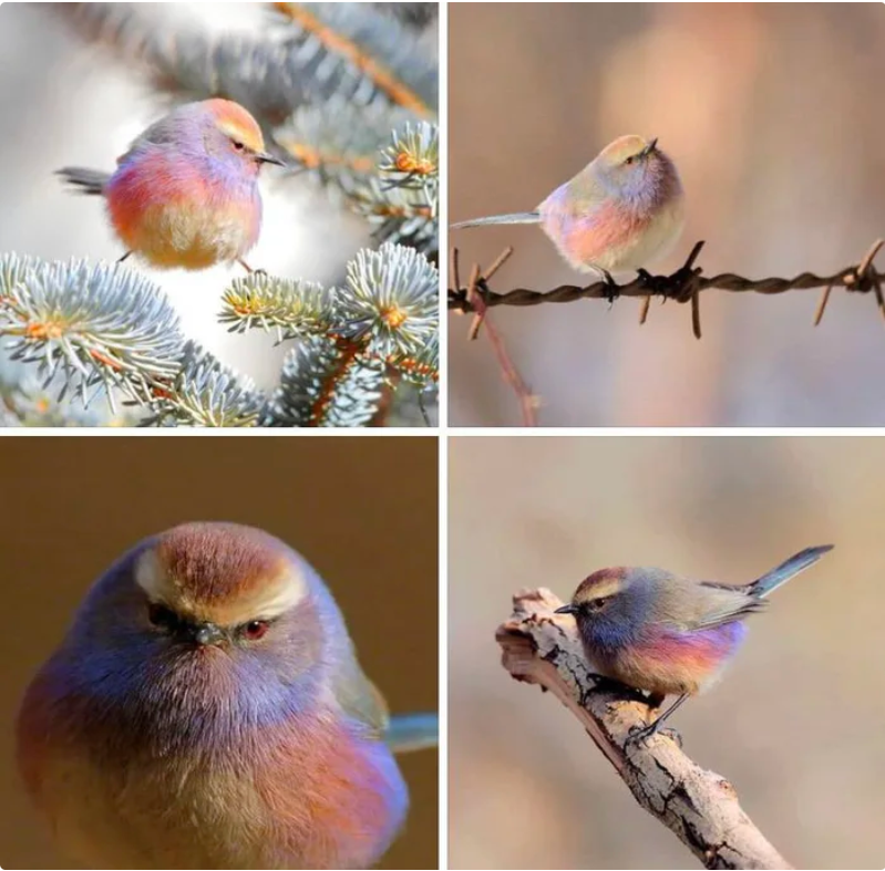 🐦This incredibly colorful fluffy bird is called a white-browed tit-warbler