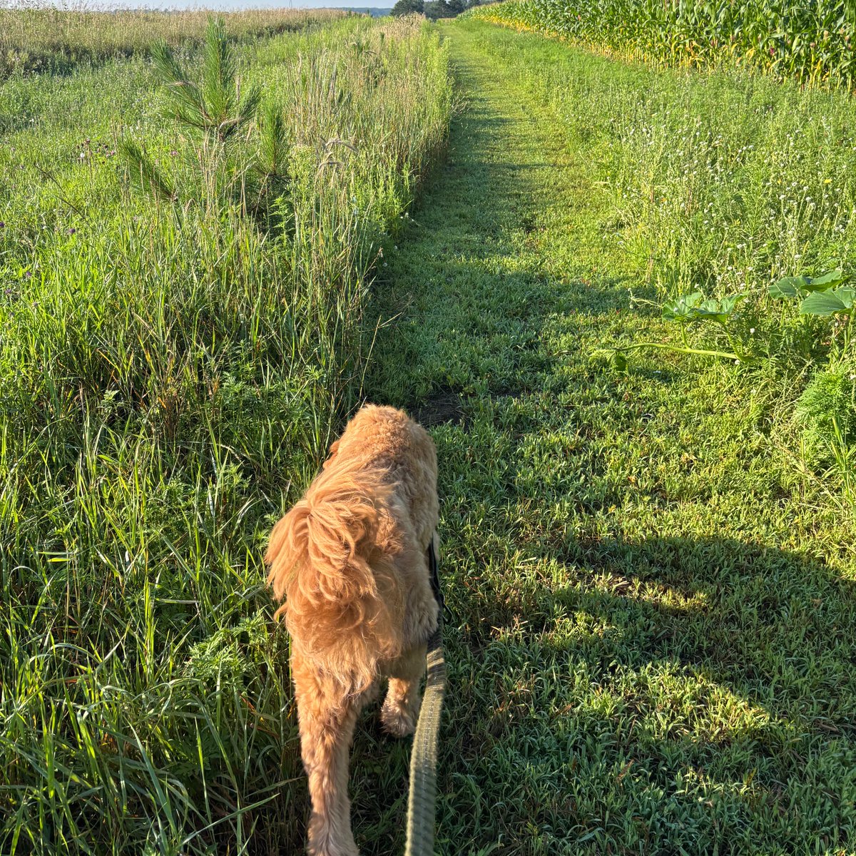 With a loyal friend and a quiet walk — a reminder that sometimes, the simplest routines are the ones that set everything right.