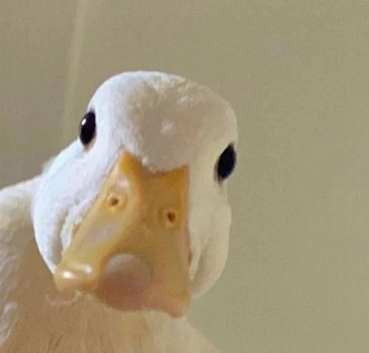 Alguém: "Isso não vai funcionar"
Eu depois que funciona: