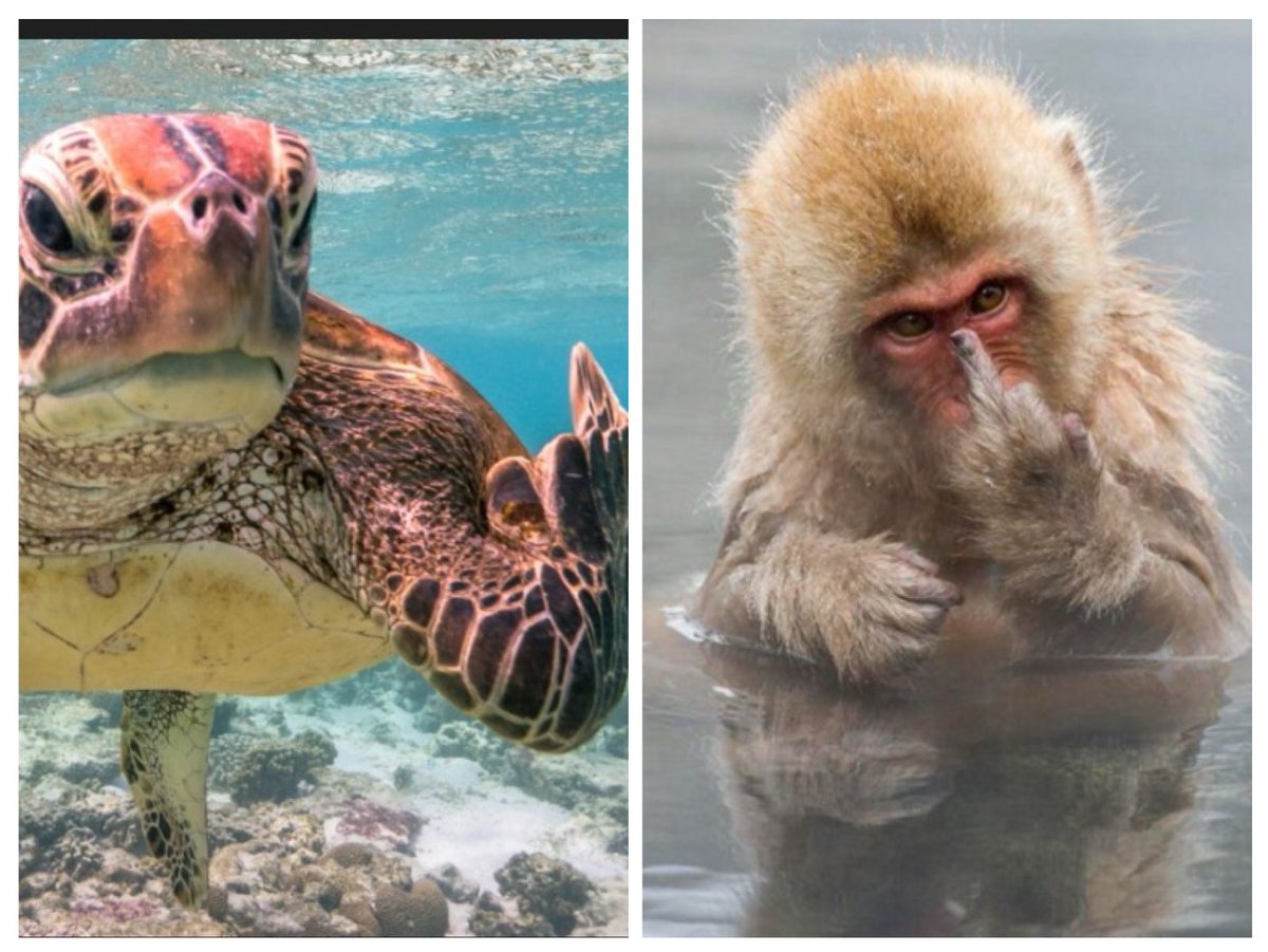 Je me suis lancée dans le dressage d’animaux, pour répondre à ma place aux ravagés du cerveau, qui m insultent, moi et tous les juifs du monde !!