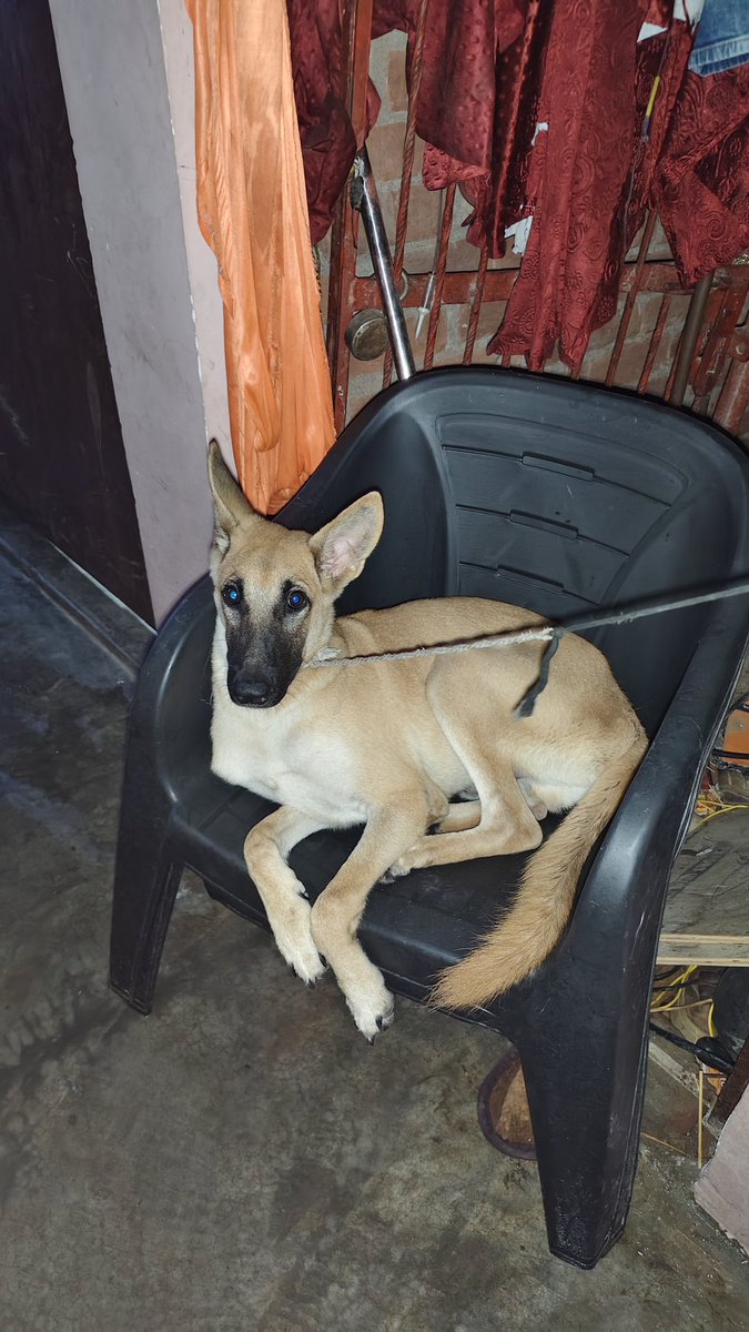ये हमारा देसी कुत्ता है इनके भी अजीब-अजीब शौक हैं.देख रहे हो ना विनोद 😍😍😍#loveanimal #ANIMALS #animallovers #AnimalRights #sonusood